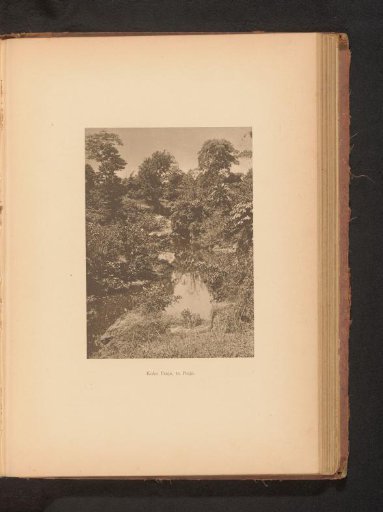 View of a river in a wooded area