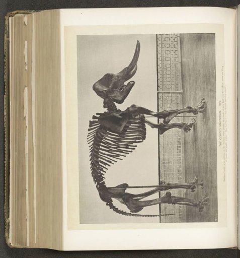 The Cohoes mastodon