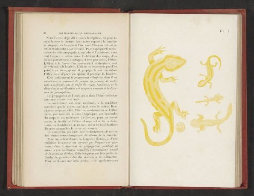Evolution from egg to salamander