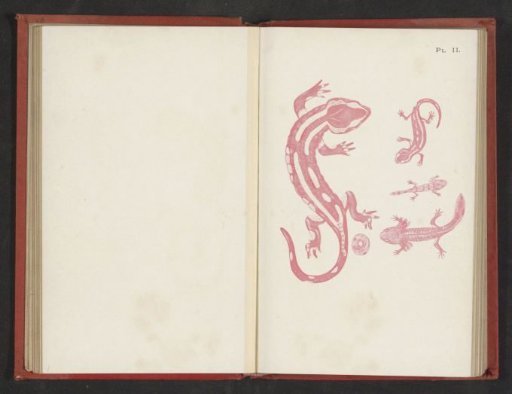 Evolution from egg to salamander