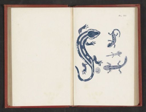 Evolution from egg to salamander