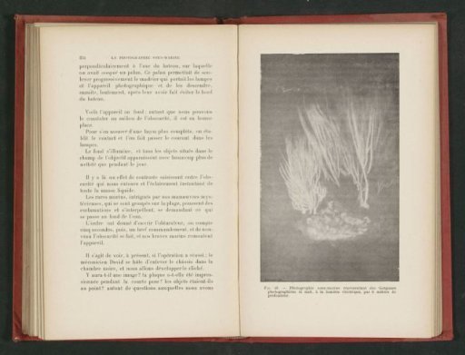 Horn corals