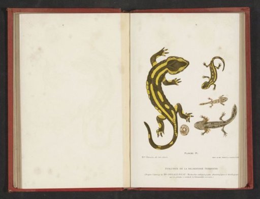 Evolution from egg to salamander