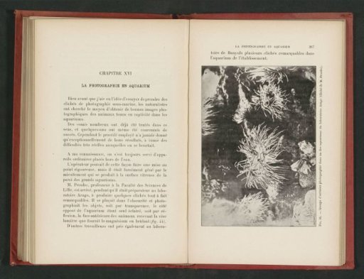 Sea anemones in the aquarium of the Laboratoire Arago