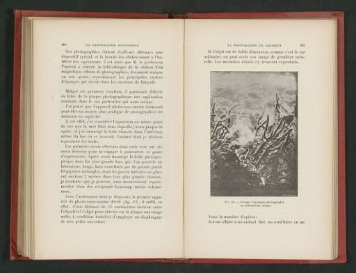 Sea sponges in the aquarium of the Laboratoire Arago