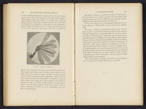 Antenna of a beetle