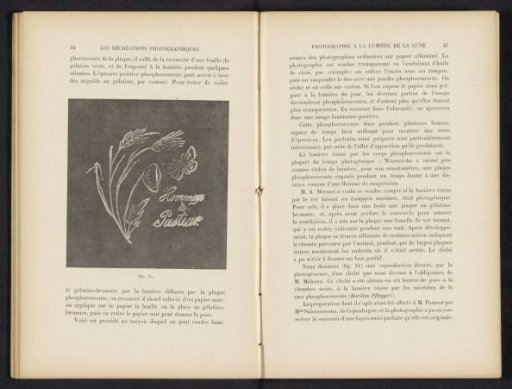 Glowing drawing of ears of corn, a flower, and a butterfly with the text: Hommage à Pasteur.