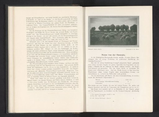 Sheep in the meadow