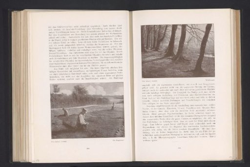 View of a Forest Edge