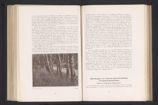 Birch Trees