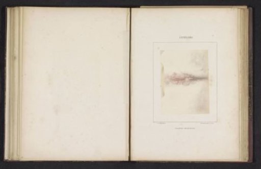 Outbreak of syphilis on a female genital organ
