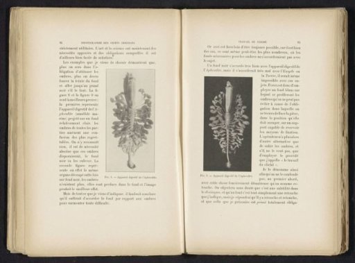 Digestive system of a sea mouse
