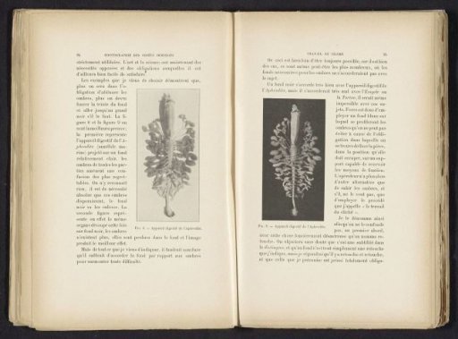 Digestive system of a sea mouse