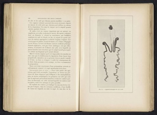 Silk gland of a silkworm