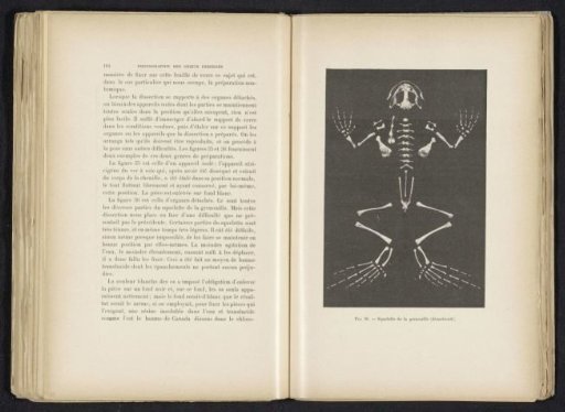 Skeleton of a frog
