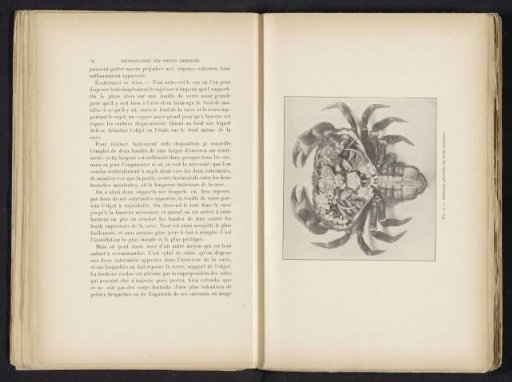 Opened North Sea crab with organs visible