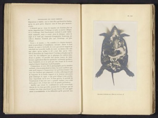 Dissected turtle with organs visible