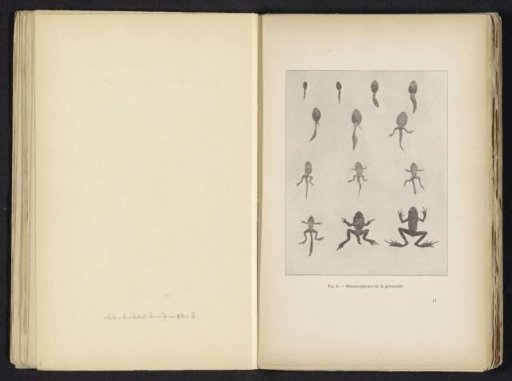 Metamorphosis of the frog