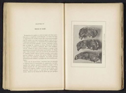Three Gryphaea from Portugal
