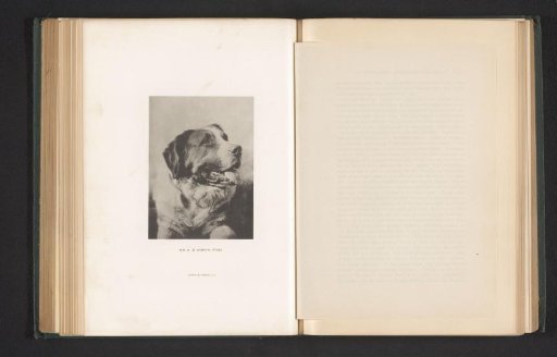 Saint Bernard