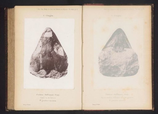 Fossil of a turtle's head