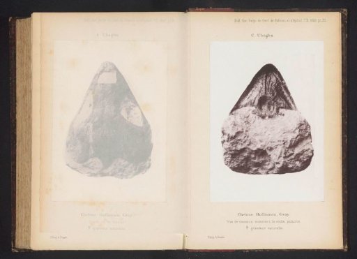 Fossil of a turtle head