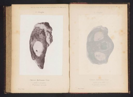 Fossil of a turtle head