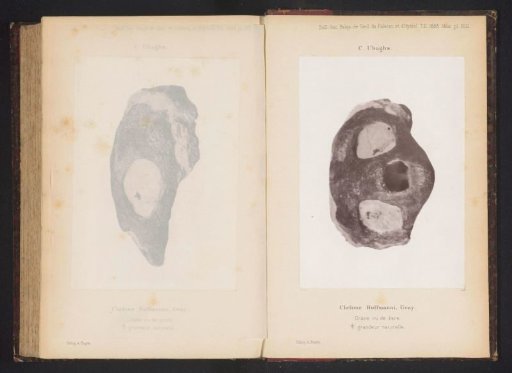 Fossil of a turtle head