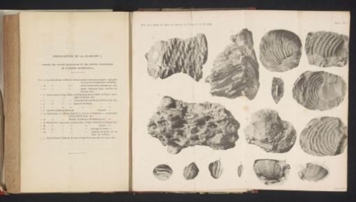 Collection of Various Fossils