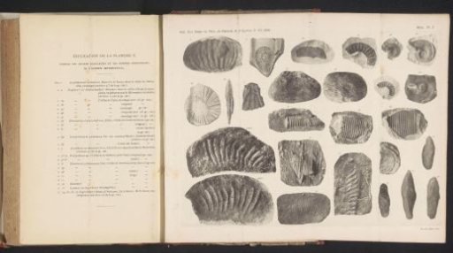 Collection of Various Fossils