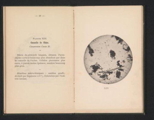 Microscopic representation of Chinese cinnamon