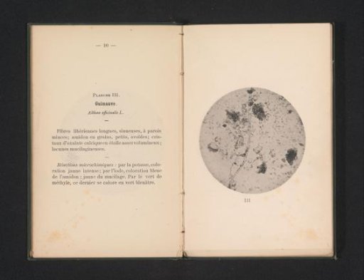 Microscopic representation of marshmallow