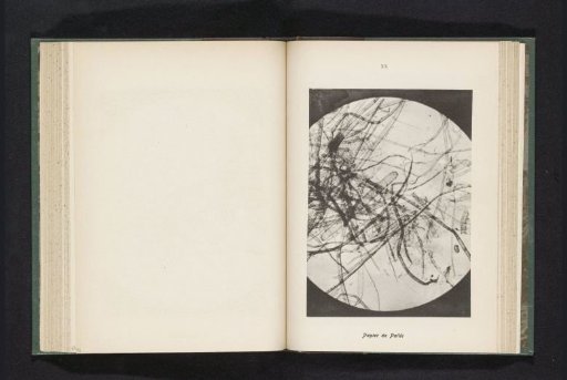 Micrograph of fibers in straw paper