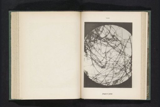 Micrograph of fibers in esparto grass paper