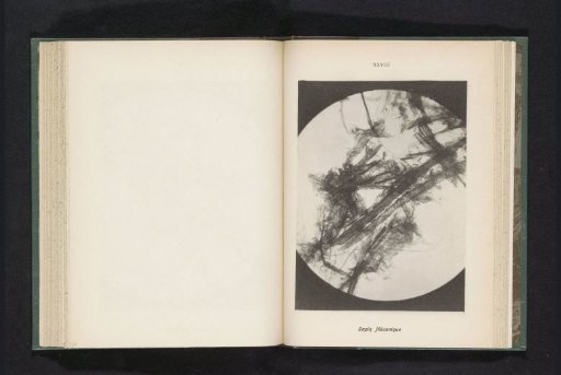 Micrograph of the fibers of a spruce, presumably