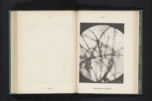 Micrograph of fibers in wood pulp