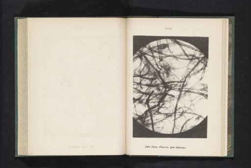 Micrograph of fibers in cotton, wood, and hemp pulp