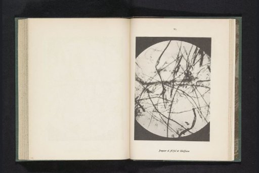Micrograph of fibers in paper made from esparto grass and rags