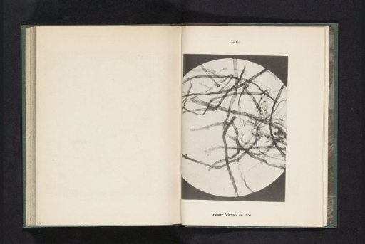 Micrograph of fibers in paper produced in 1600