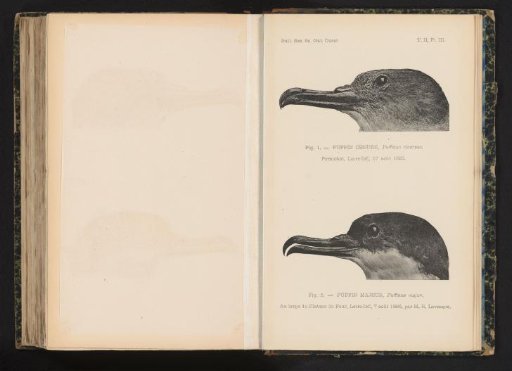 Two heads of birds belonging to the Puffinus family
