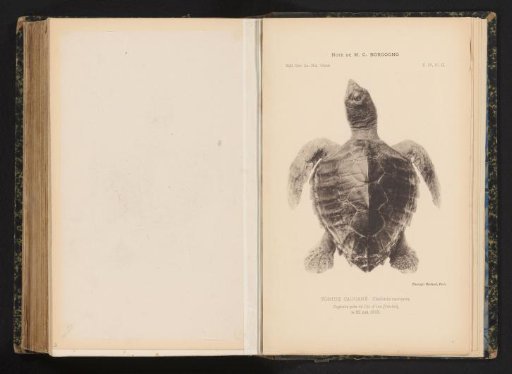 Loggerhead turtle