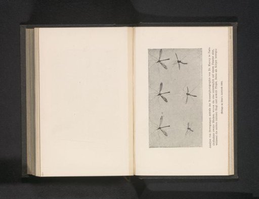 Six Examples of the Movement of a Mosquito