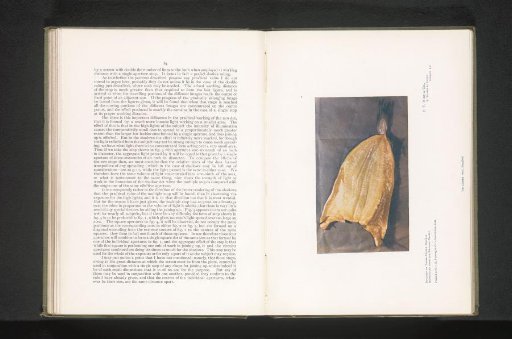 Still life of a filleted fish