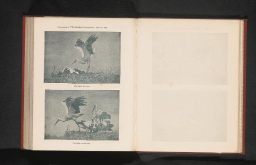 Two stages of the flight of a stork