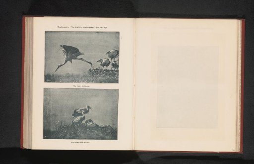 Stage of the flight of a stork and a young stork in a nest
