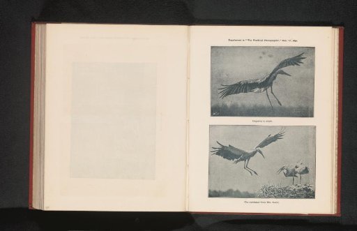 Two stages of the flight of a stork