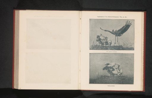 Stage of the flight of a stork and storks on a nest