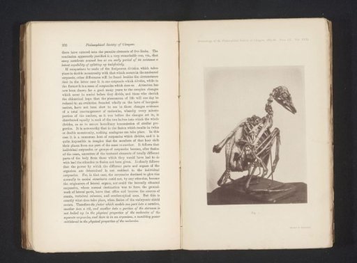 Skeleton of a goose with an extra limb