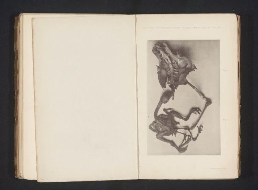 Skeleton of a pheasant and a chick with extra limbs