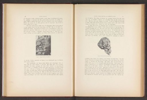 Skull Found in a Cliff Dwelling in Mesa Verde National Park